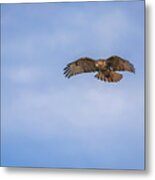 Red Tail Hawk Metal Print