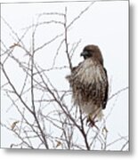 Red-tailed Hawk Metal Print