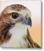 Red-tailed Hawk Portrait Metal Print