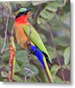 Red-throated Bee-eater, Merops Bulocki Metal Print