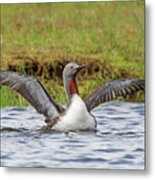 Red-throated Loon In Summer Metal Print