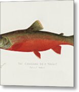 Red Trout  By Shermarom Game Birds And Fishes Of North Metal Print