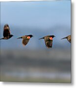 Red Winged Black Bird Flight Sequence Metal Print