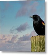 Red-winged Blackbird Metal Print