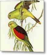 Red-winged Lory. Now Red-winged Parrot Metal Print
