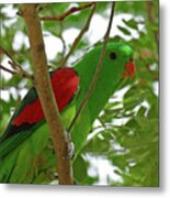 Red-winged Parrot Perched Metal Print