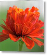 Red Zinnia Metal Print