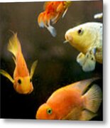 Redfish And Aquarium Metal Print