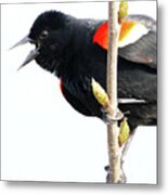 Redwinged Blackbird And Buds Metal Print