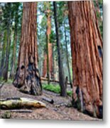 Redwood Mountain Grove Sequoias Metal Print