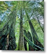 Redwood National Park Trees Metal Print