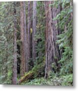 Redwoods Metal Print