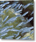 Reef Silverside. Metal Print