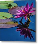 Reflection Of A Water Lily #3 Metal Print