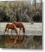 Reflections Of The Wild Ones Metal Print
