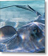 Reflections On A Southern Ray Metal Print