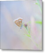 Resting Common Blue Butterfly Metal Print