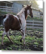 Rhett At Dawn Metal Print