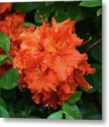 Rhododendron In Orange Metal Print