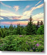 Rhododendron Sunset Metal Print