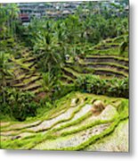 Rice Terraces, Bali Metal Print