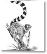 Ring-tailed Lemur Metal Print