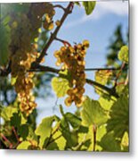 Ripe Grapes Hanging In The Afternoon Sun Metal Print