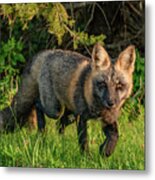 Roadside Beggar, Prince Edward Island Metal Print