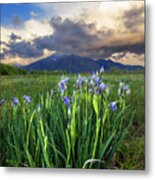 Rocky Mountian Irises Metal Print