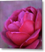 Romancing The Rose Metal Print