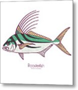 Roosterfish Metal Print