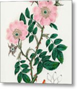 Rosa Canina - Dog Rose - Medical Botany - Vintage Botanical Illustration - Plants And Herbs Metal Print