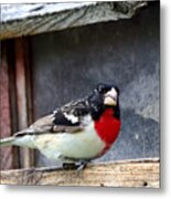 Rose-breasted Grosbeak #1 Metal Print