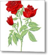 Rose June Birth Month Flower Botanical Print On White - Art By Jen Montgomery Metal Print