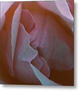 Rose Metal Print