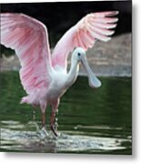 Roseate Spoonbill 0380-062921-2 Metal Print