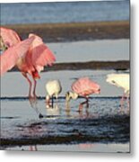 Roseate Spoonbill 9 Metal Print