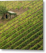 Rows Of Vines, Tuscany, Italy Metal Print