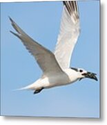 Cabot's Tern And Its Catch Metal Print