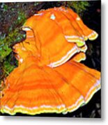 Ruby Beach Fungus Metal Print