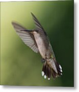 Ruby-throated Hummingbird Metal Print