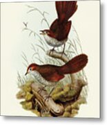 Rufous-headed Bristle-bird, Sphenura Broadbenti Metal Print