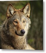 Russian Wolf Metal Print