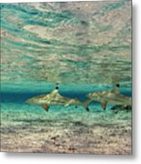 Sable Rose Sharks Metal Print