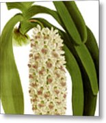 Saccolabium Giganteum Orchid Metal Print