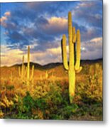 Saguaro Cacti At Sunset Metal Print