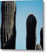 Saguaro Stand Metal Print