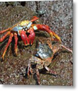 Sally Lightfoot Crab, Grapsus Grapsus, Floreana Island, Galapagos Islands, Ecuador Metal Print