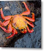 Sally Lightfoot Crab In The Galapagos Metal Print