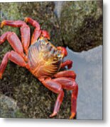 Sally Lightfoot Crab Metal Print